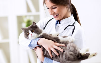 Cat Vacination Gold Coast Vets