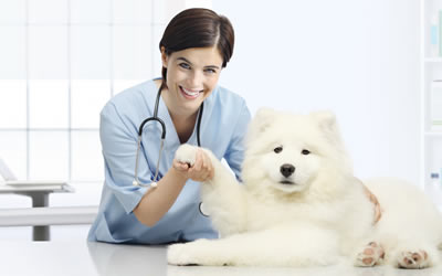 Dog Vacination Gold Coast Vets